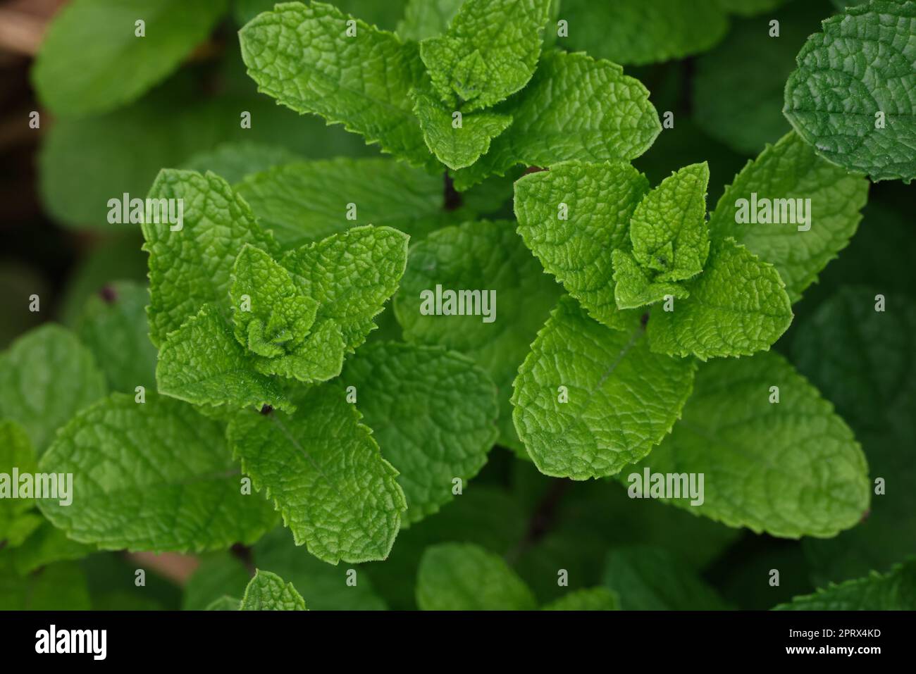 Frische grüne Minzblätter wachsen auf dem Gartenbett Stockfoto
