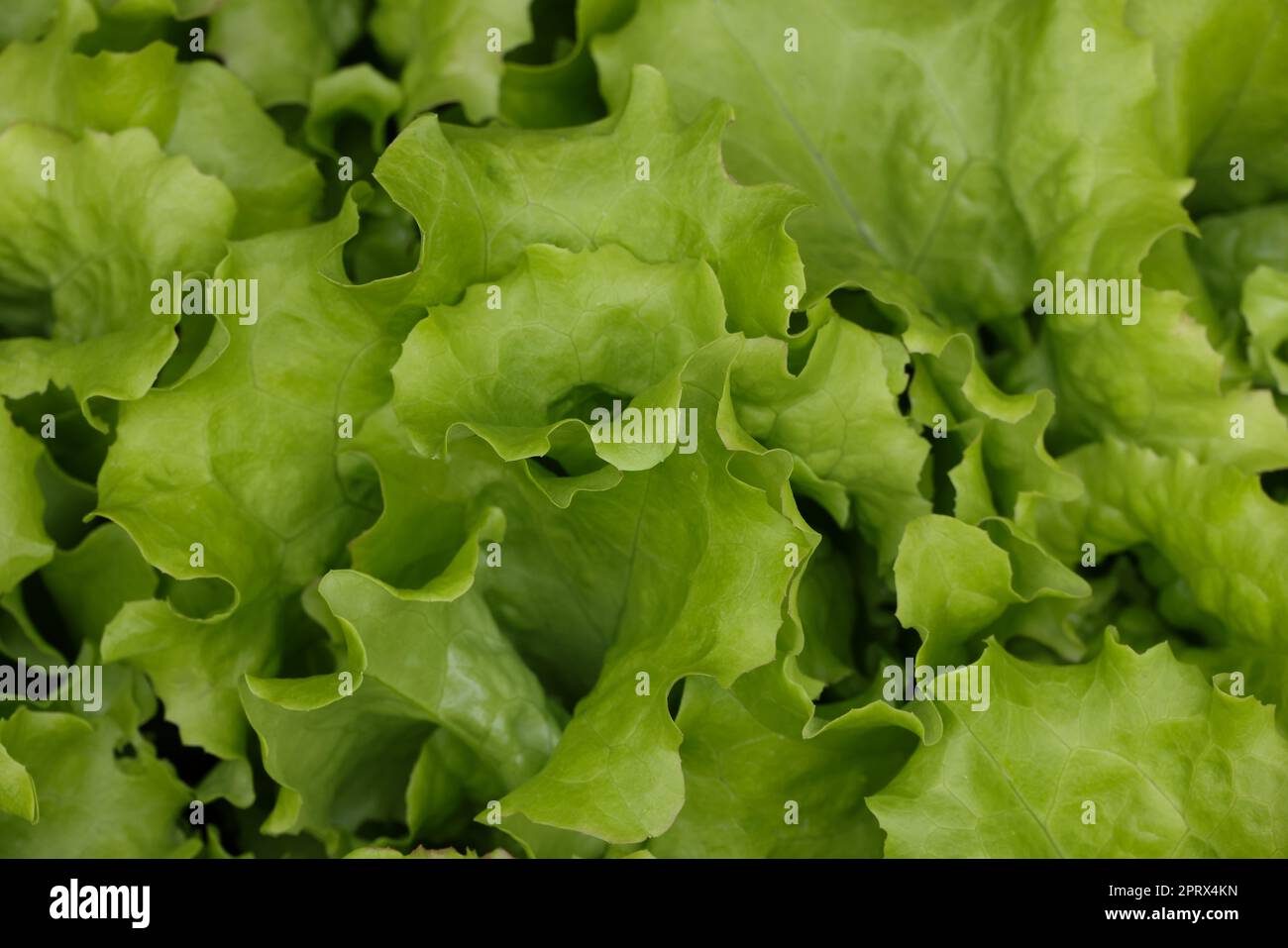 Grüne Salatblätter wachsen auf dem Gartenbett Stockfoto