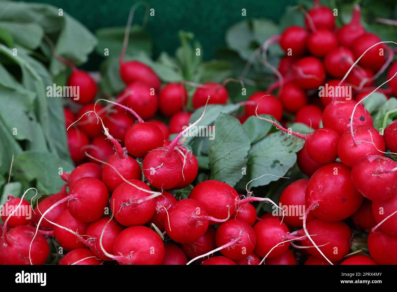 Nahaufnahme eines Haufens frischer Radieschen Stockfoto