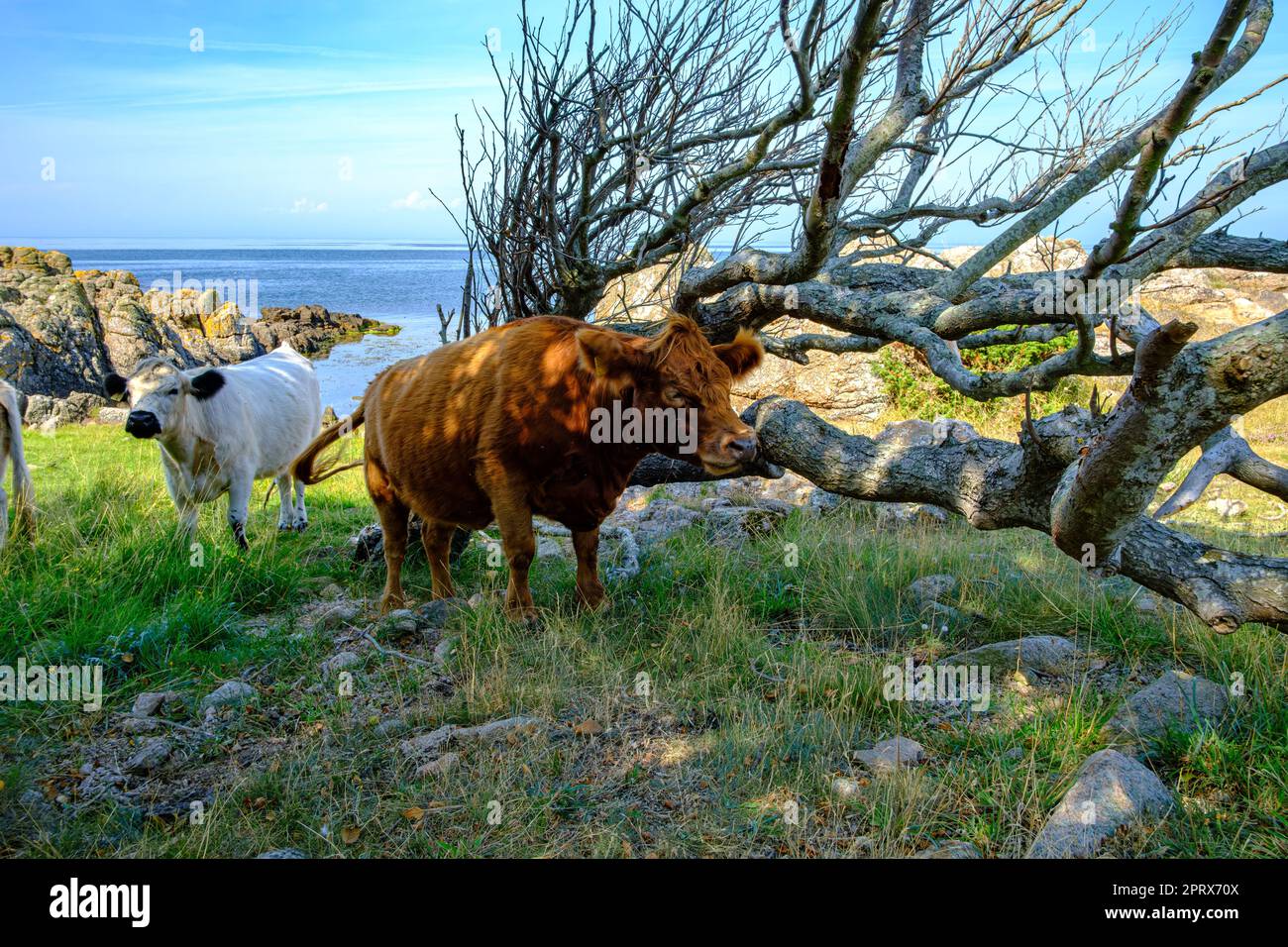 Frei umherstreifende und weidende Kühe an der Westküste der Landzunge Hammeren an der Nordspitze der Insel Bornholm, Dänemark, Skandinavien, Europa. Stockfoto