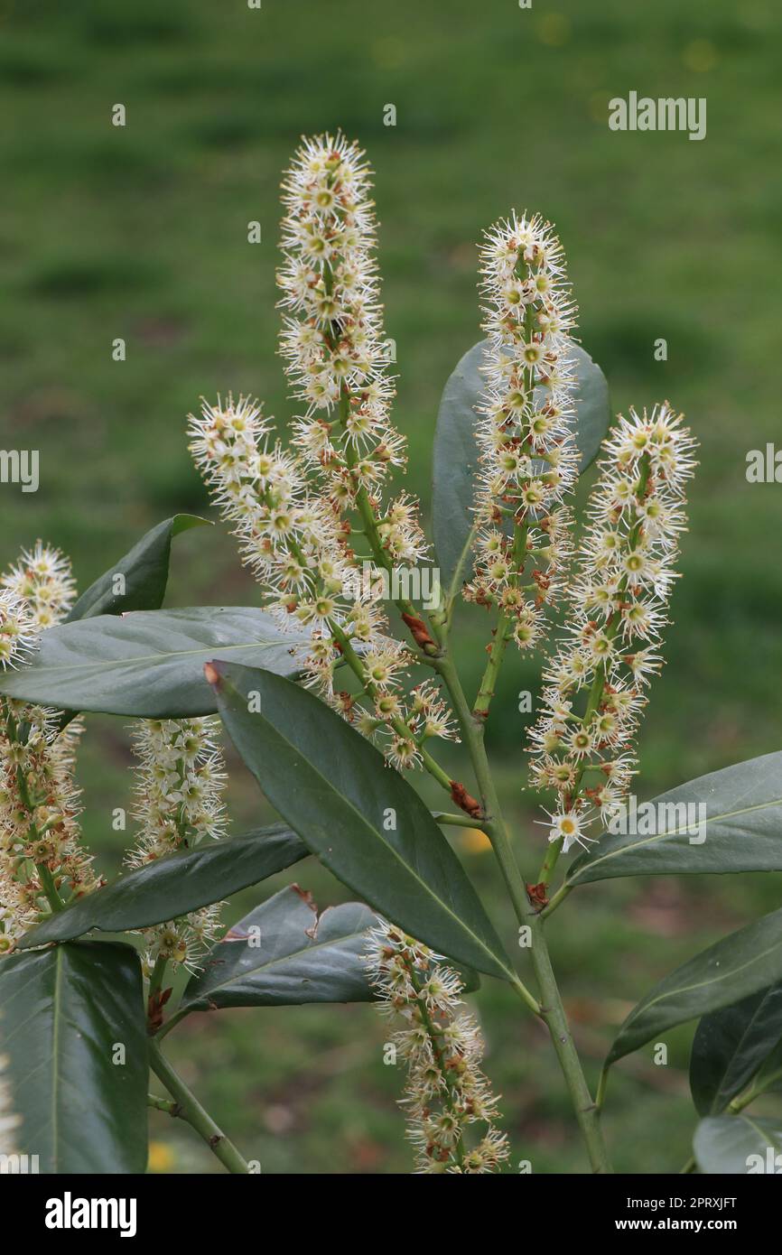 Geschlossene Blooming-Anlage, ein Prunus laurocerasus caucasica Stockfoto