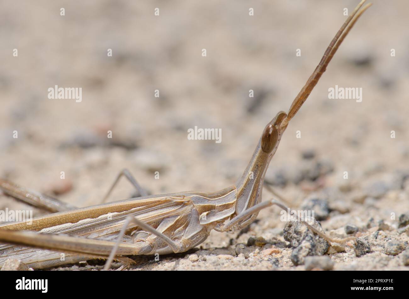 Kurzhörnige Heuschrecke Truxalis nasuta. Cruz de Pajonales. Integral Natural Reserve von Inagua. Tejeda. Gran Canaria. Kanarische Inseln. Spanien. Stockfoto