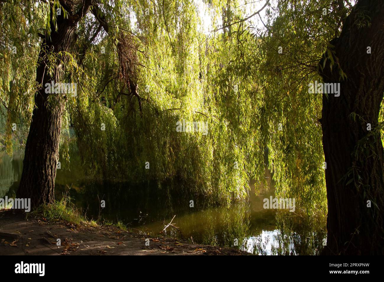 Grüne Weidenzweige baden im Wasser Stockfoto