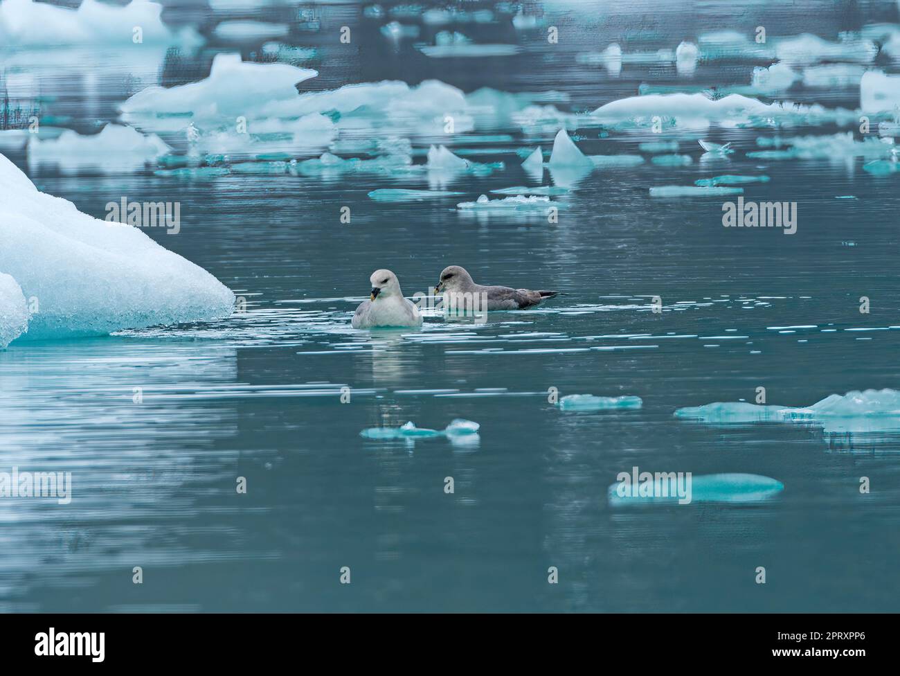 Ein Paar Fulmars schwimmen in Icy Waters im Lilliehookfjorden auf den Svalbard-Inseln in Norwegen Stockfoto