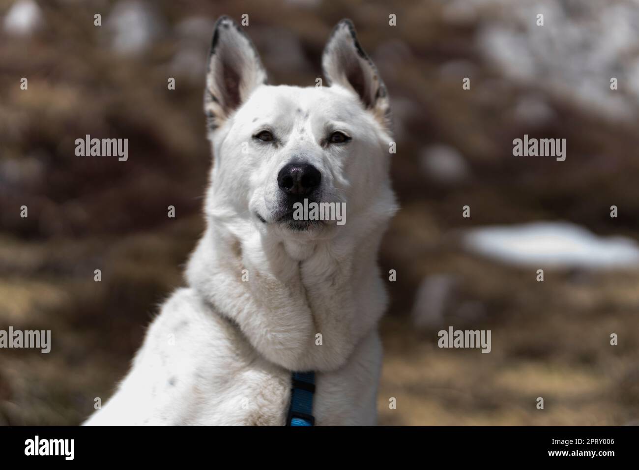 Ein schöner und ernster weißer Hund Stockfoto