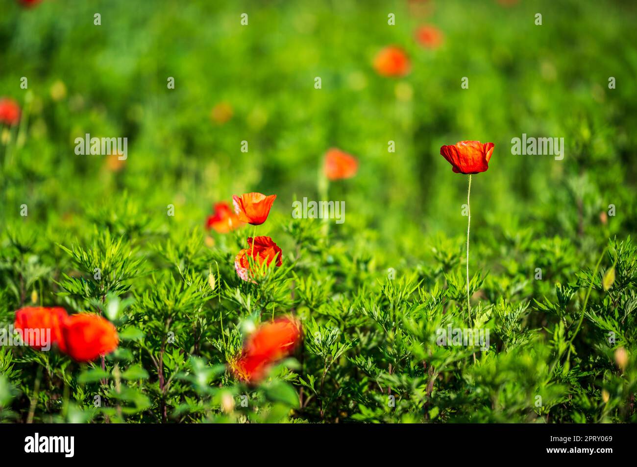 Teppiche aus rotem Mohn auf den Weizenfeldern. Stockfoto