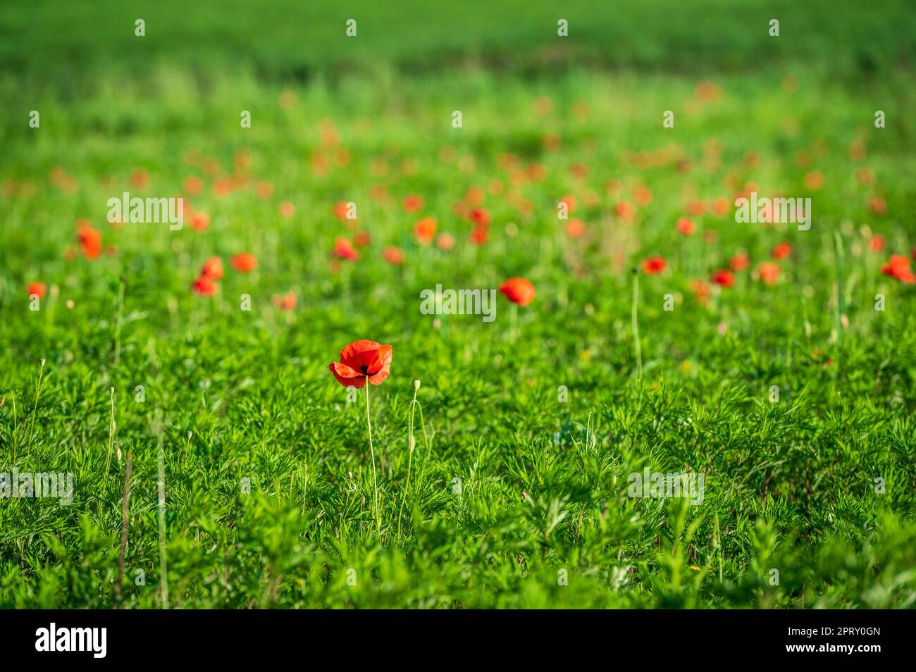 Teppiche aus rotem Mohn auf den Weizenfeldern. Stockfoto
