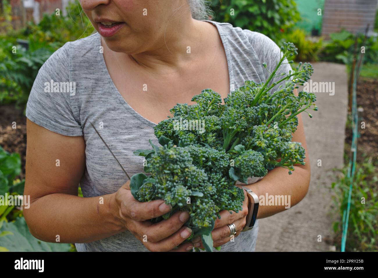 Eine Frau in der Zuteilung, die frisch gepflückten Brokkoli hält Stockfoto