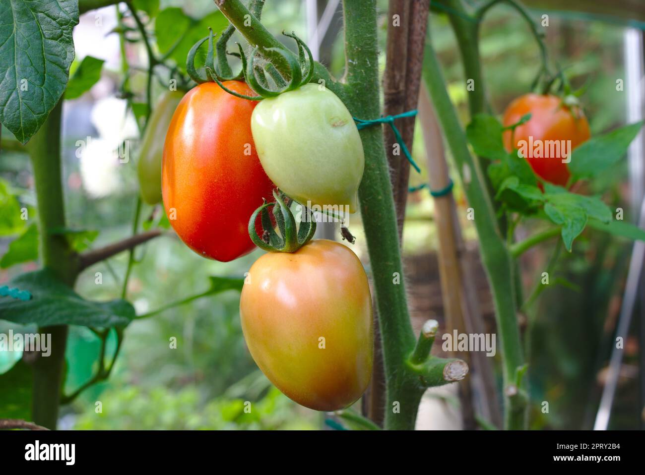 Super-Mama-Tomaten reifen an der Rebe Stockfoto
