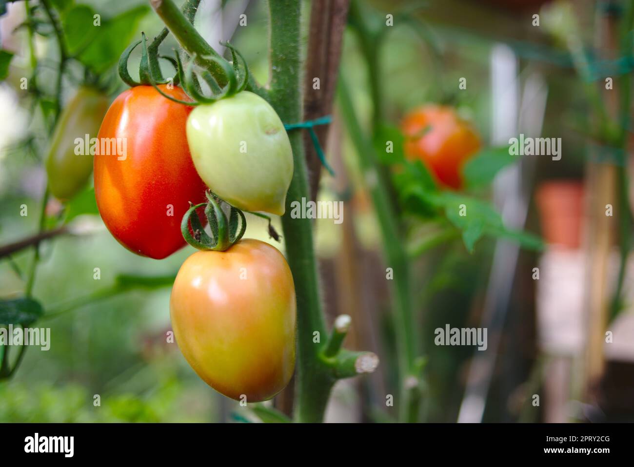 Super-Mama-Tomaten reifen an der Rebe Stockfoto
