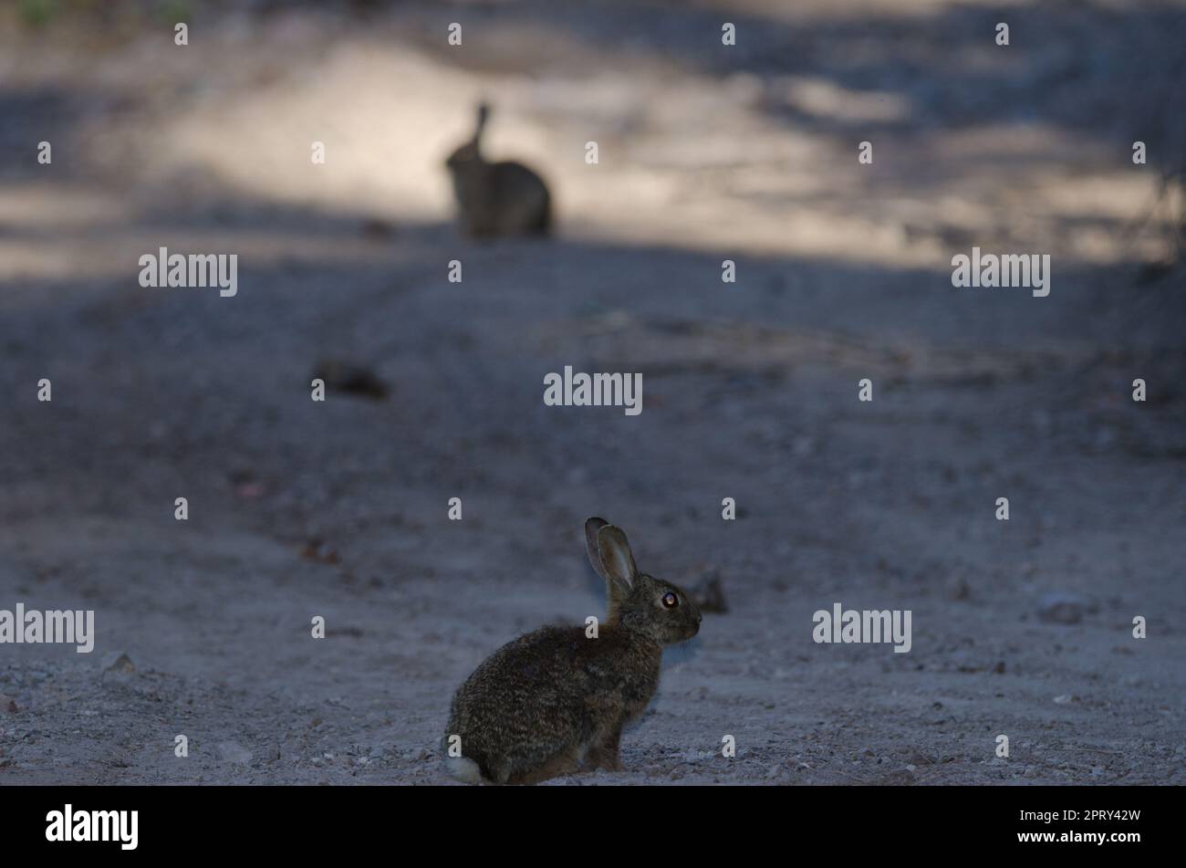 Europäische Kaninchen Oryctolagus cuniculus. Integral Natural Reserve von Inagua. Tejeda. Gran Canaria. Kanarische Inseln. Spanien. Stockfoto