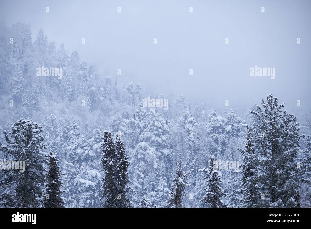 Winter Taigawald unter starkem Schnee am Ufer des Teletskoe Sees. Artybash, Altai Stockfoto