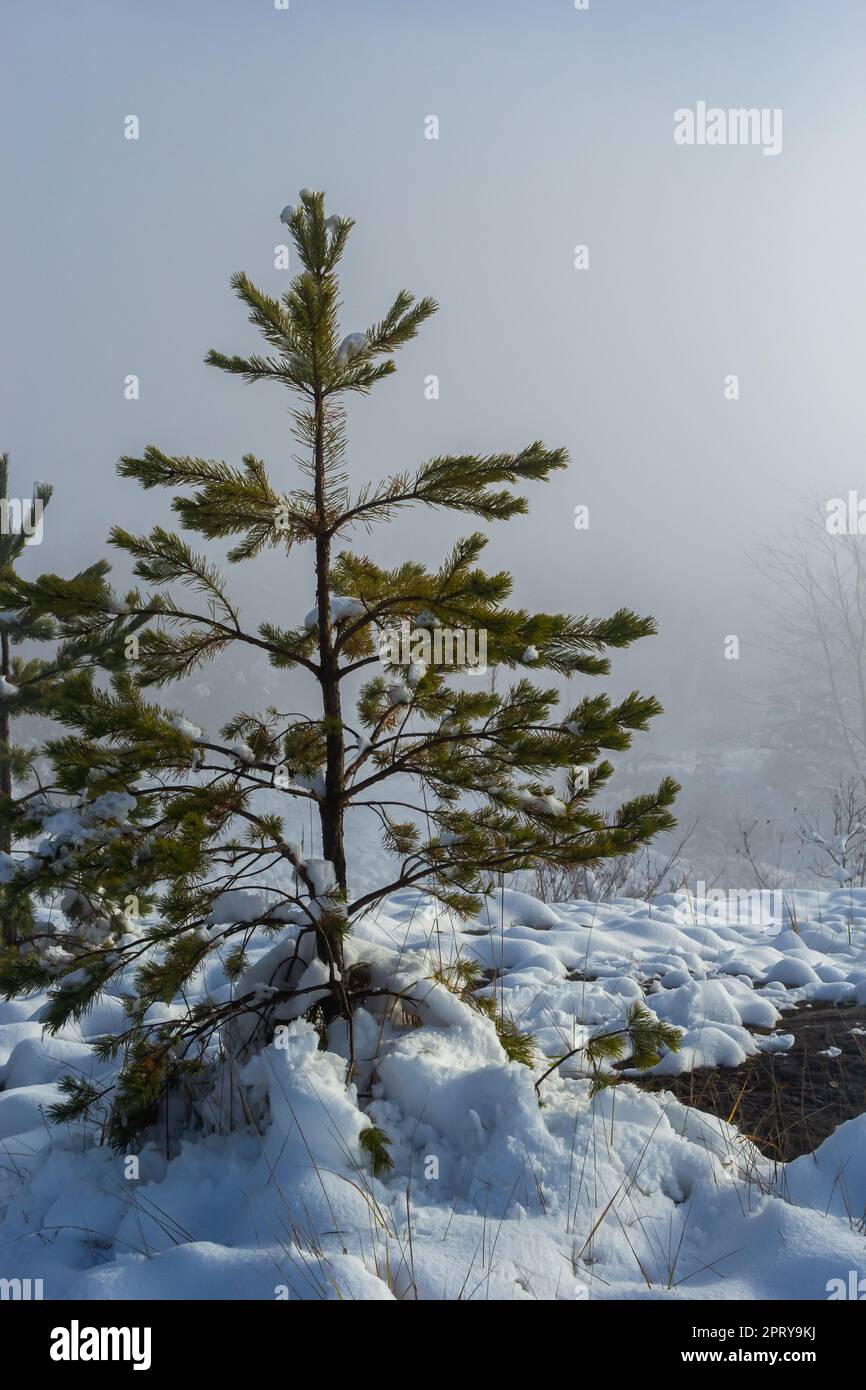 Winter verschneite frostige Landschaft. Der Wald ist schneebedeckt. Frost und Nebel im Park. Stockfoto