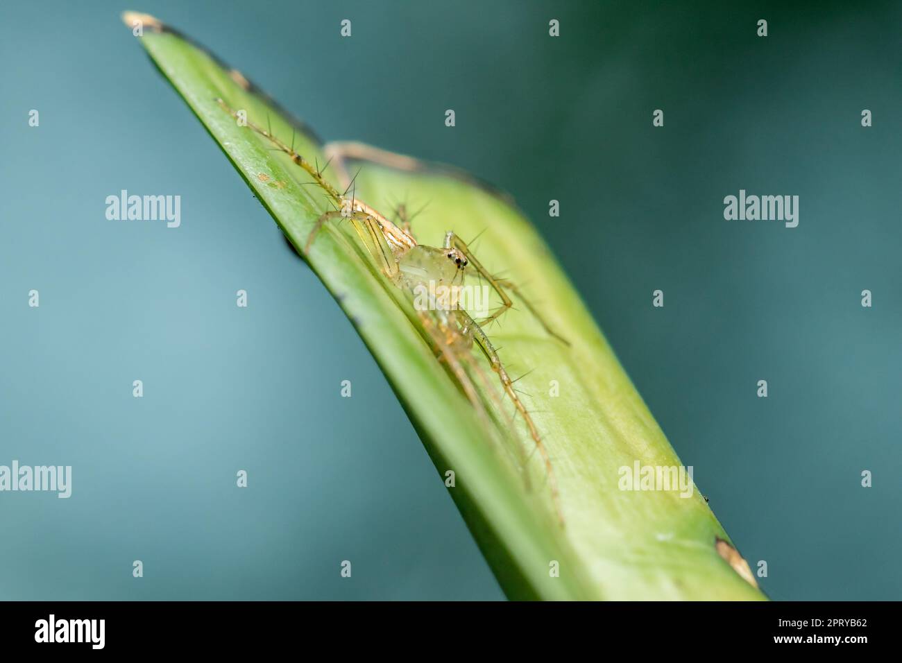 Oxyopes javanus Throll auf den Blättern kann springen, um Beute zu fangen. Stockfoto