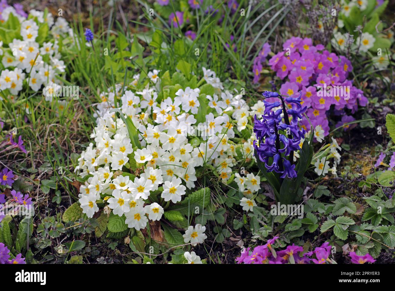 46+ Schlüsselblume Im Garten, Schlüsselblumen, auch als primeln