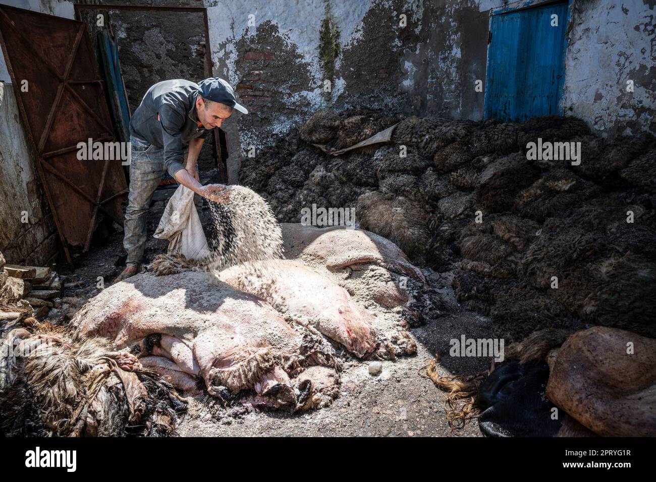Mann salzt Schafhäute zum Bräunen in einer Werkstatt in der Tetouan Medina. Stockfoto
