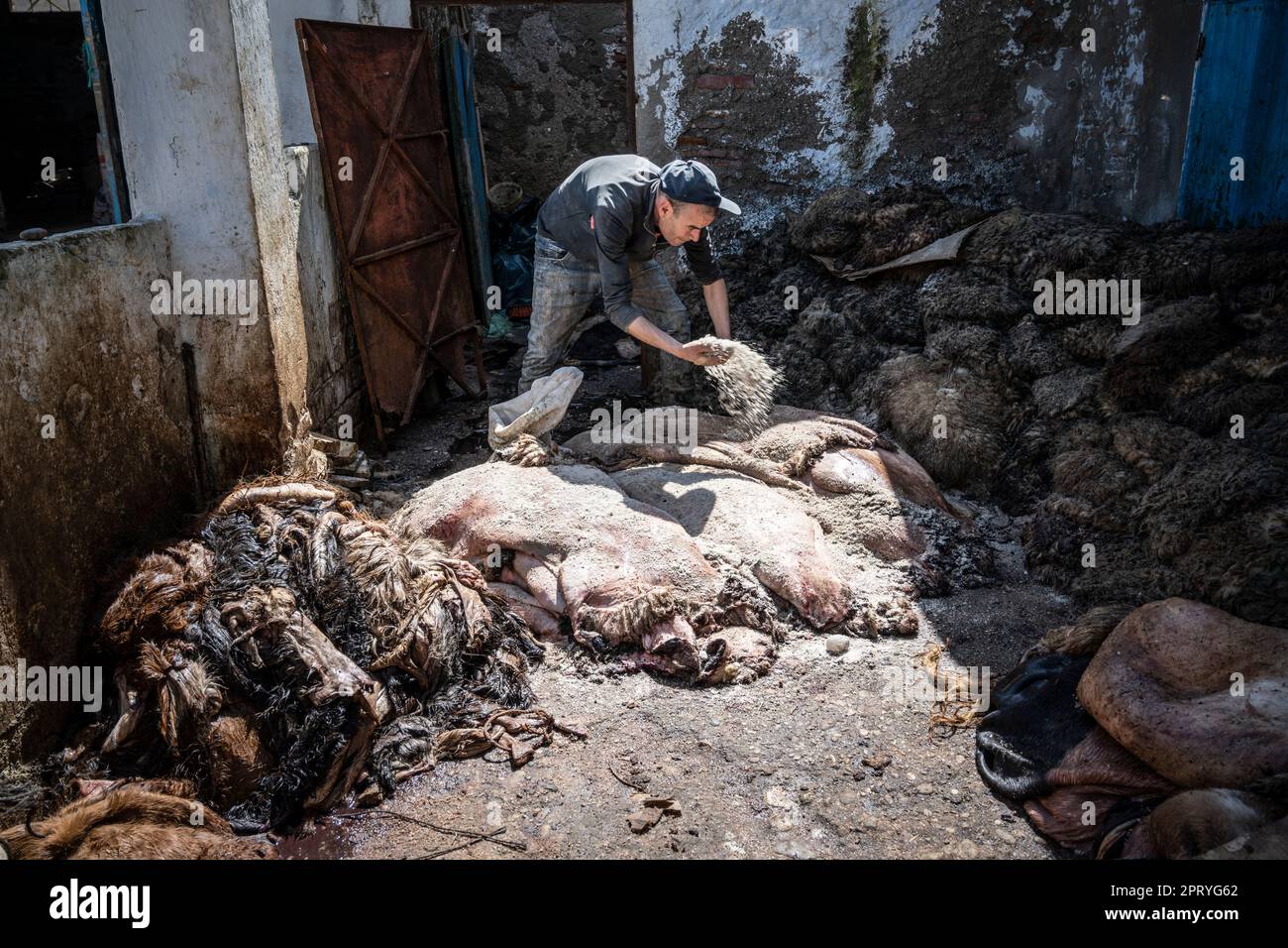 Mann salzt Schafhäute zum Bräunen in einer Werkstatt in der Tetouan Medina. Stockfoto