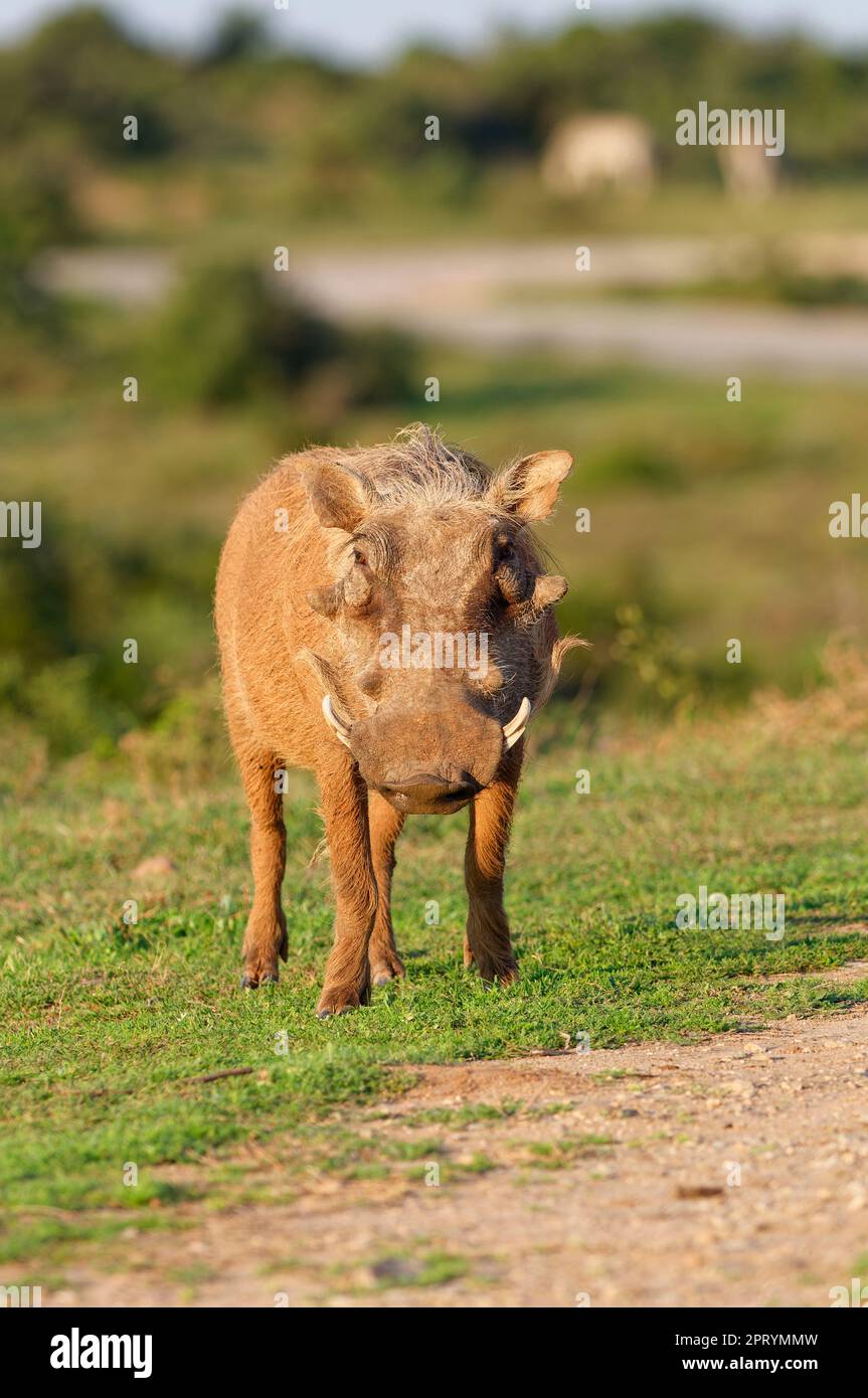 Gemeines Warzenschwein (Phacochoerus africanus), ausgewachsenes Tier am Straßenrand, Alarm, Addo Elephant National Park, Ostkap, Südafrika, Afrika Stockfoto
