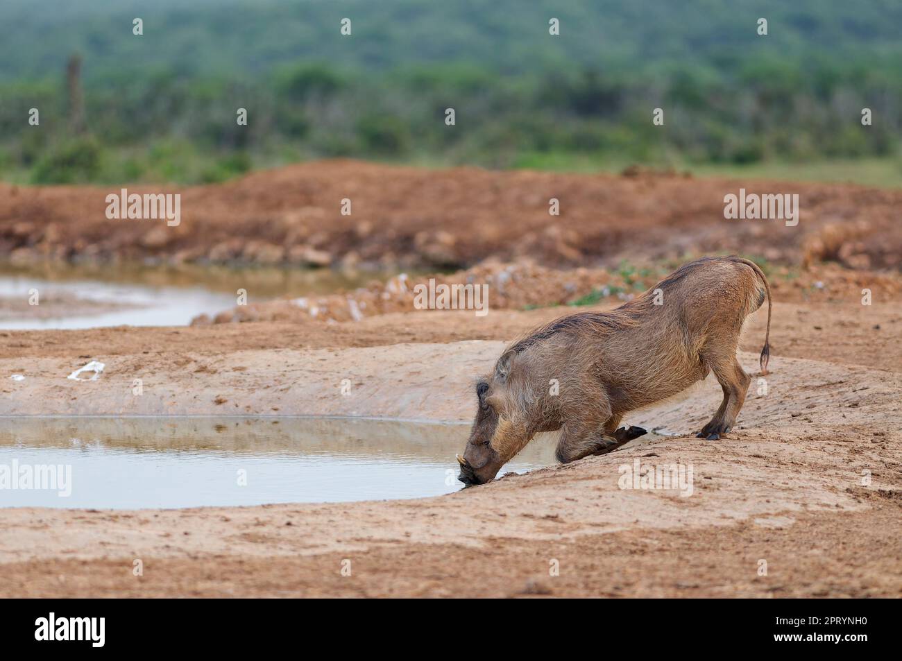 Gemeines Warzenschwein (Phacochoerus africanus), männlicher Knien beim Trinken am Wasserloch, Addo Elephant-Nationalpark, Ostkap, Südafrika, Stockfoto