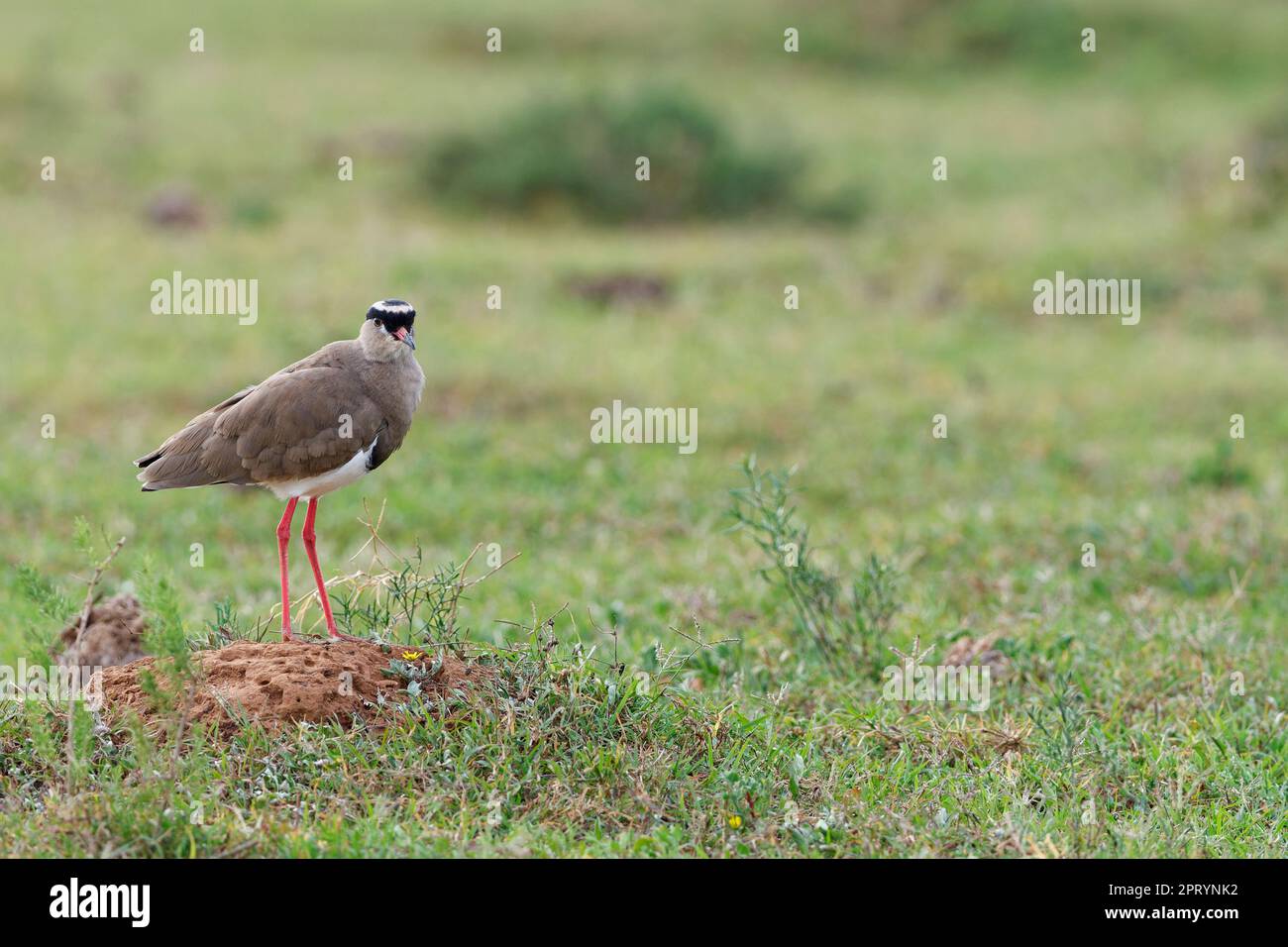 Crowned Lapwing (Vanellus coronatus), ausgewachsener Vogel, der auf einem Hügel Erde ruht, Addo Elephant National Park, Ostkap, Südafrika, Afrika Stockfoto