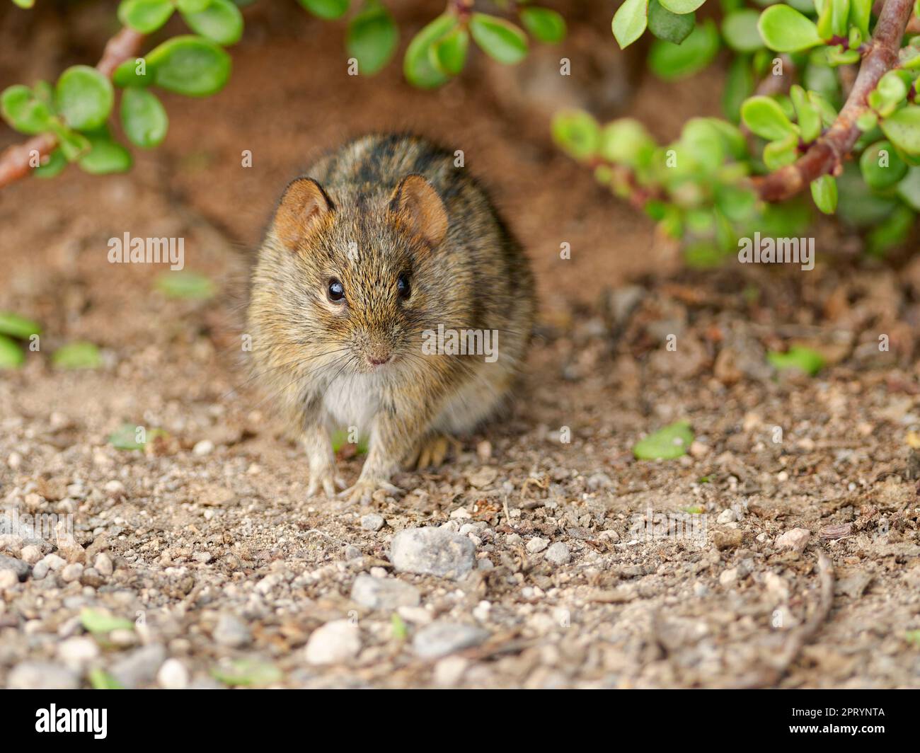 Viergestreifte Grasmaus (Rhabdomys pumilio), ausgewachsenes Tier in Dickicht vor der Kamera, Addo Elephant National Park, Ostkap, Südafrika, Afrika Stockfoto