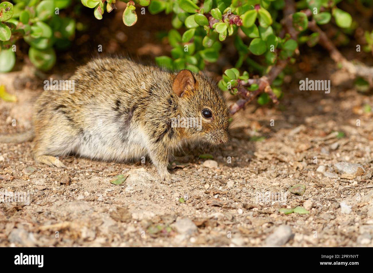 Viergestreifte Grasmaus (Rhabdomys pumilio), ausgewachsenes Tier in Dickicht auf der Suche nach Nahrung, Addo Elephant National Park, Ostkap, Südafrika, Stockfoto