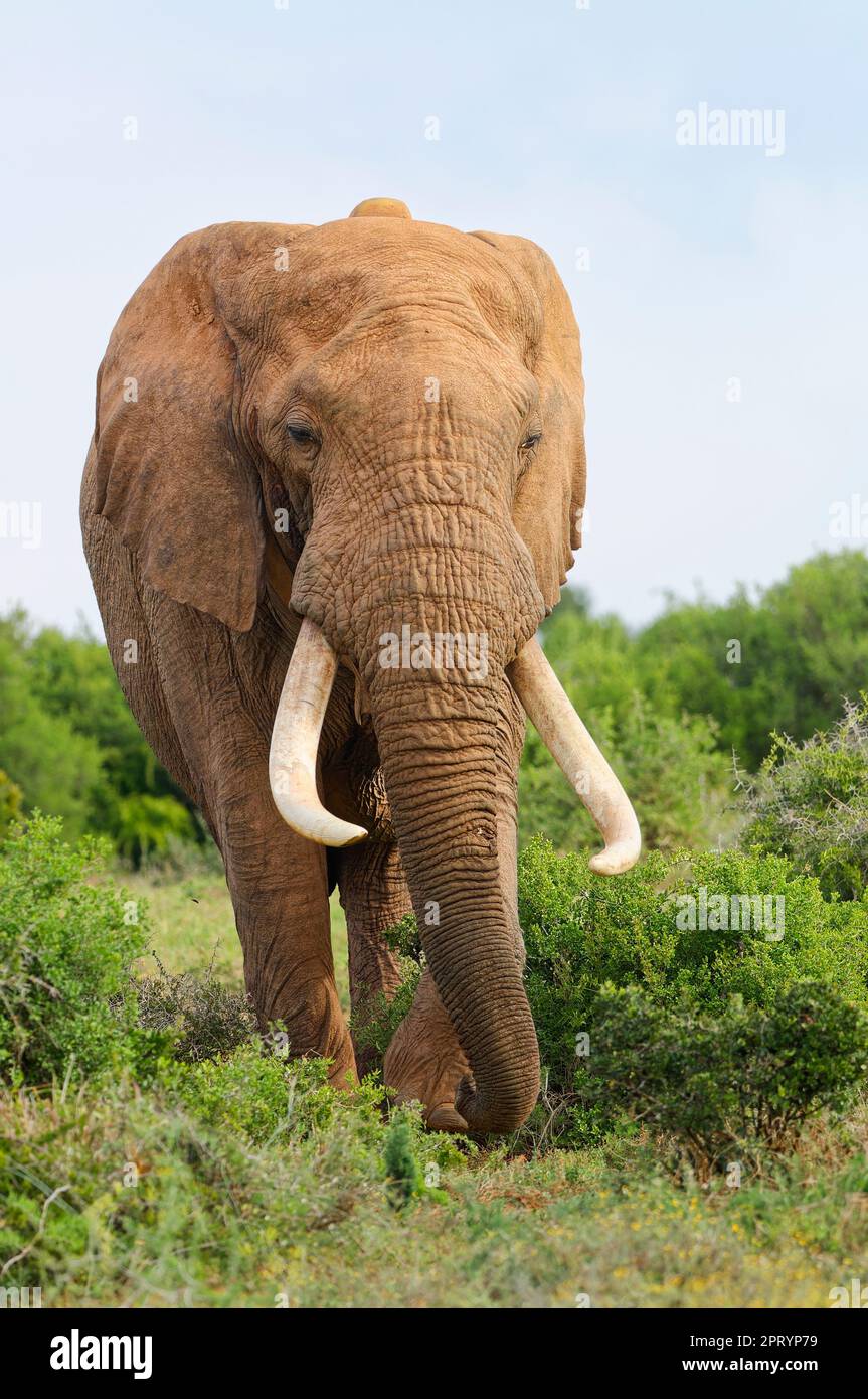 Afrikanischer Buschelefant (Loxodonta africana), männlicher Erwachsener mit langen Stoßzähnen und Funkhalsfütterung von Gras, Addo Elephant-Nationalpark, Ostkap, Stockfoto