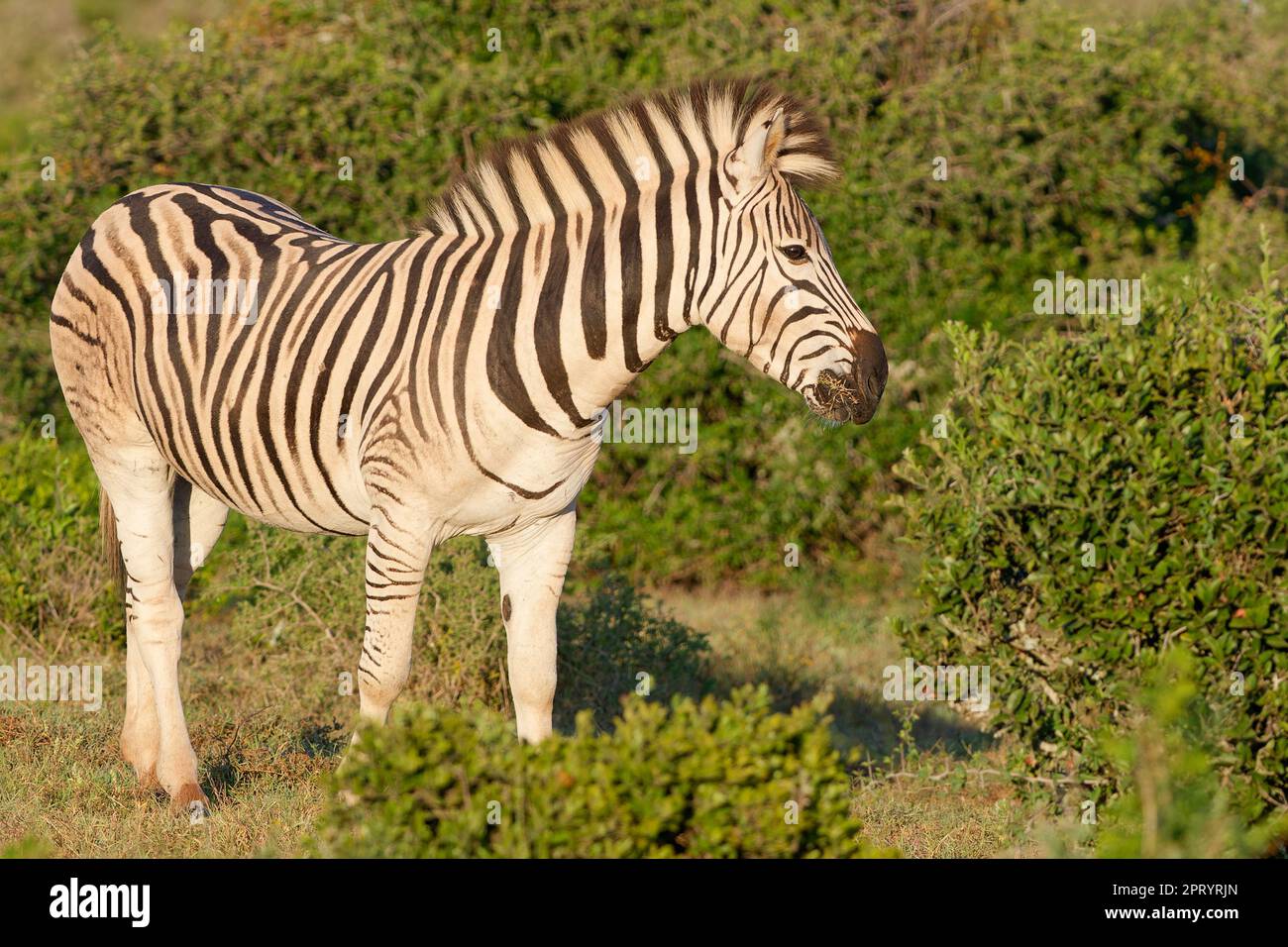 Burchells Zebra (Equus quagga burchellii), ausgewachsene Tierfütterung von Gras im Morgenlicht, Addo Elephant National Park, Ostkap, Südafrika Stockfoto