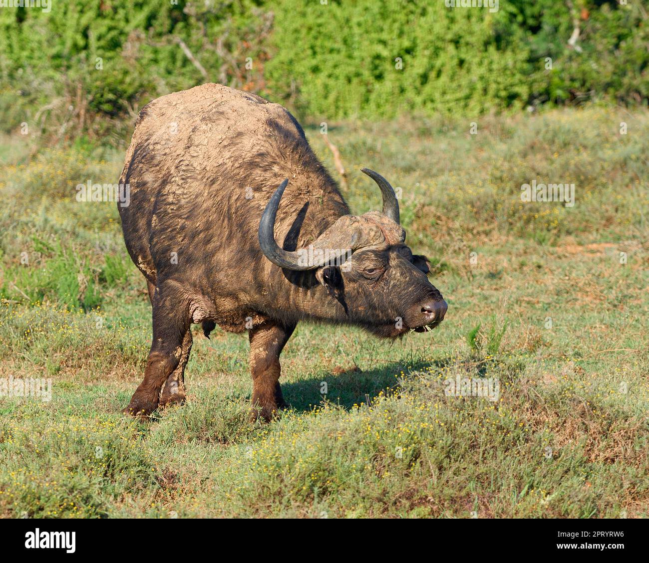 Cape Buffalo (Syncerus Caffer Caffer Caffer), erwachsener Mann bedeckt mit trockenem Schlamm, der sich auf Gras ernährt, Addo Elephant National Park, Ostkap, Südafrika, Afrika Stockfoto