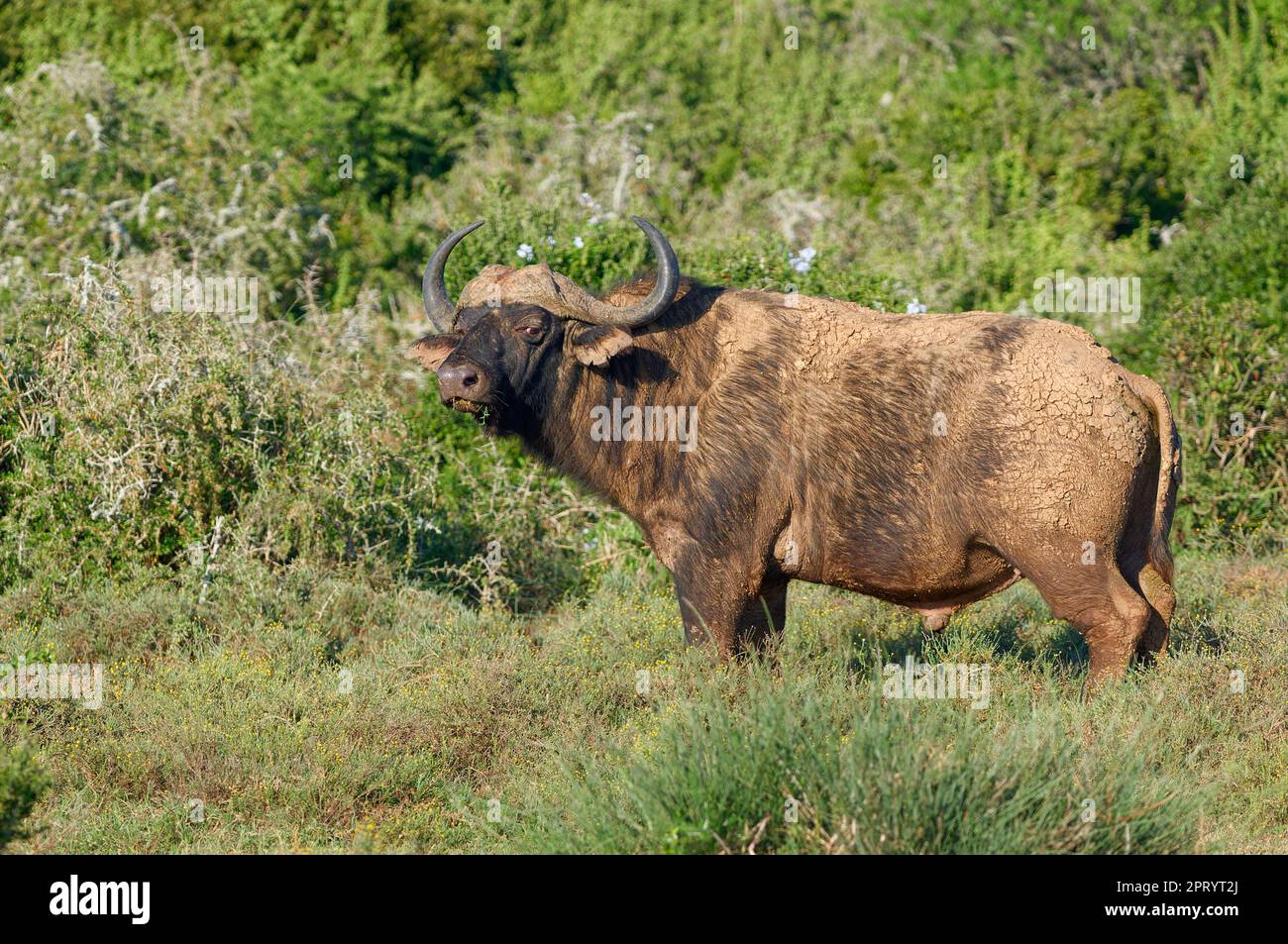 Cape Buffalo (Syncerus Caffer Caffer Caffer), erwachsener Mann bedeckt mit trockenem Schlamm, der sich auf Gras ernährt, Addo Elephant National Park, Ostkap, Südafrika, Afrika Stockfoto