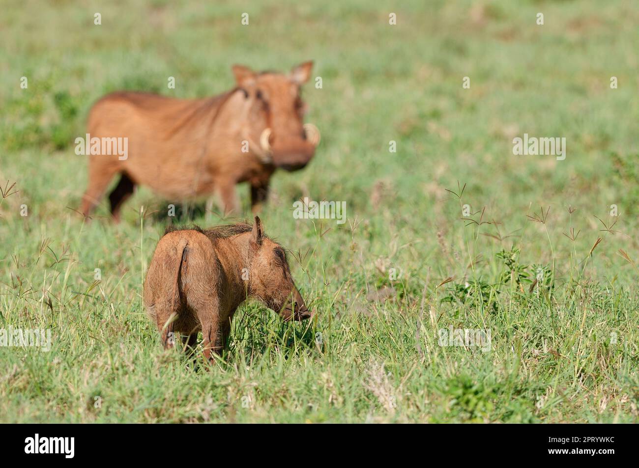 Gemeine Warzenschweine (Phacochoerus africanus), Erwachsener mit junger Futtersuche im Grünland, Addo Elephant National Park, Ostkap, Südafrika, Afrika Stockfoto