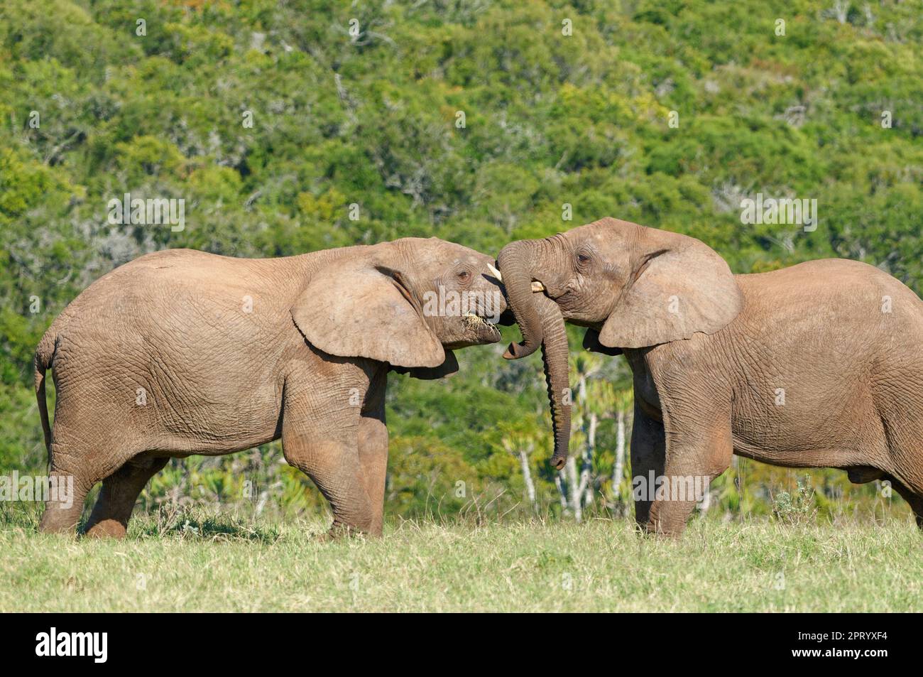 Afrikanische Buschelefanten (Loxodonta africana), zwei Männer, die im Grasland kämpfen, Addo Elephant National Park, Ostkap, Stockfoto