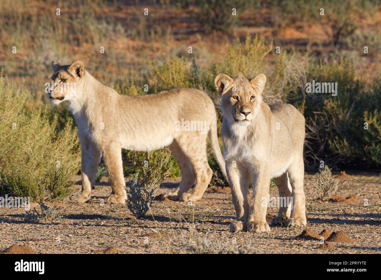 Afrikanische Löwen (Panthera leo), zwei junge männliche Löwen in Alarmbereitschaft, Morgenlicht, Kgalagadi Transfrontier Park, Nordkap, Südafrika, Afrika Stockfoto