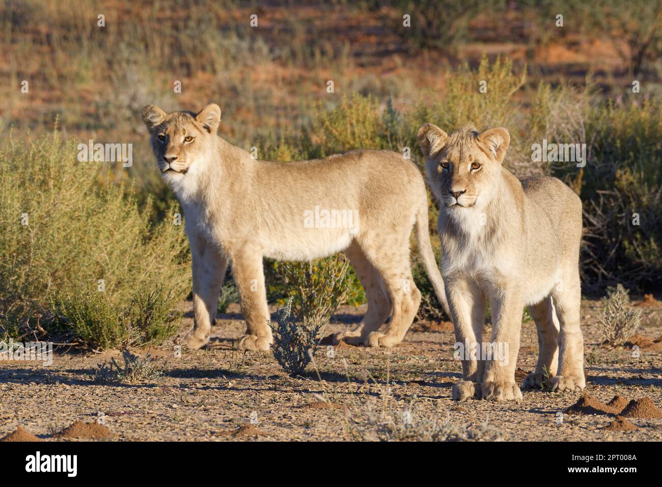 Afrikanische Löwen (Panthera leo), zwei junge männliche Löwen in Alarmbereitschaft, Morgenlicht, Kgalagadi Transfrontier Park, Nordkap, Südafrika, Afrika Stockfoto