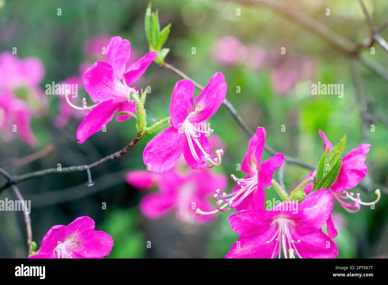 Leuchtend rosa Rhododendron Albrechtii Maxim blüht im Sommer im Garten. Stockfoto