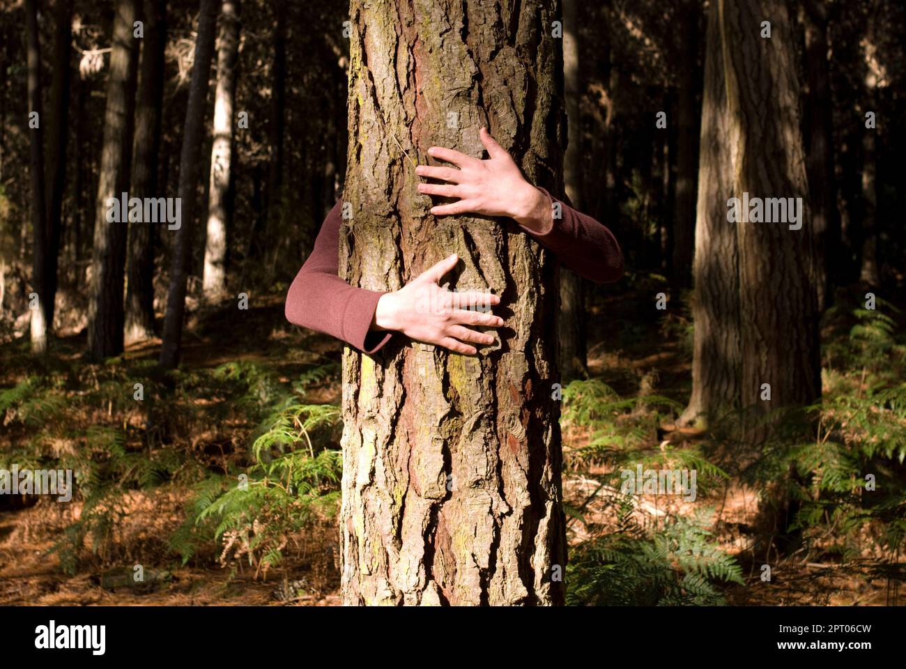 Arme umarmt einen Baum in einem Wald. Stockfoto