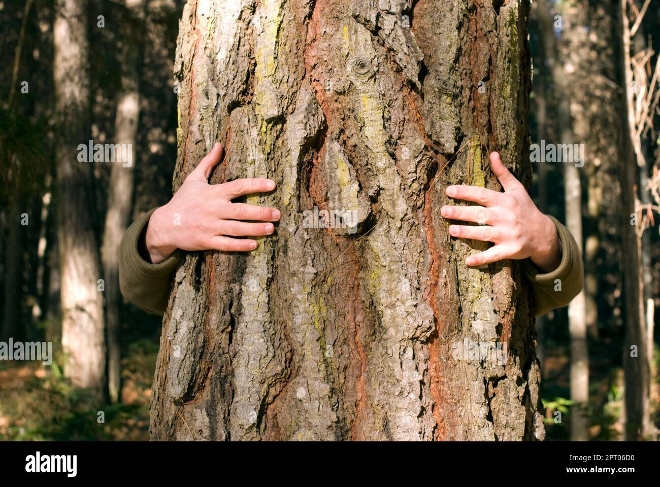 Arme umarmt einen Baum in einem Wald. Stockfoto