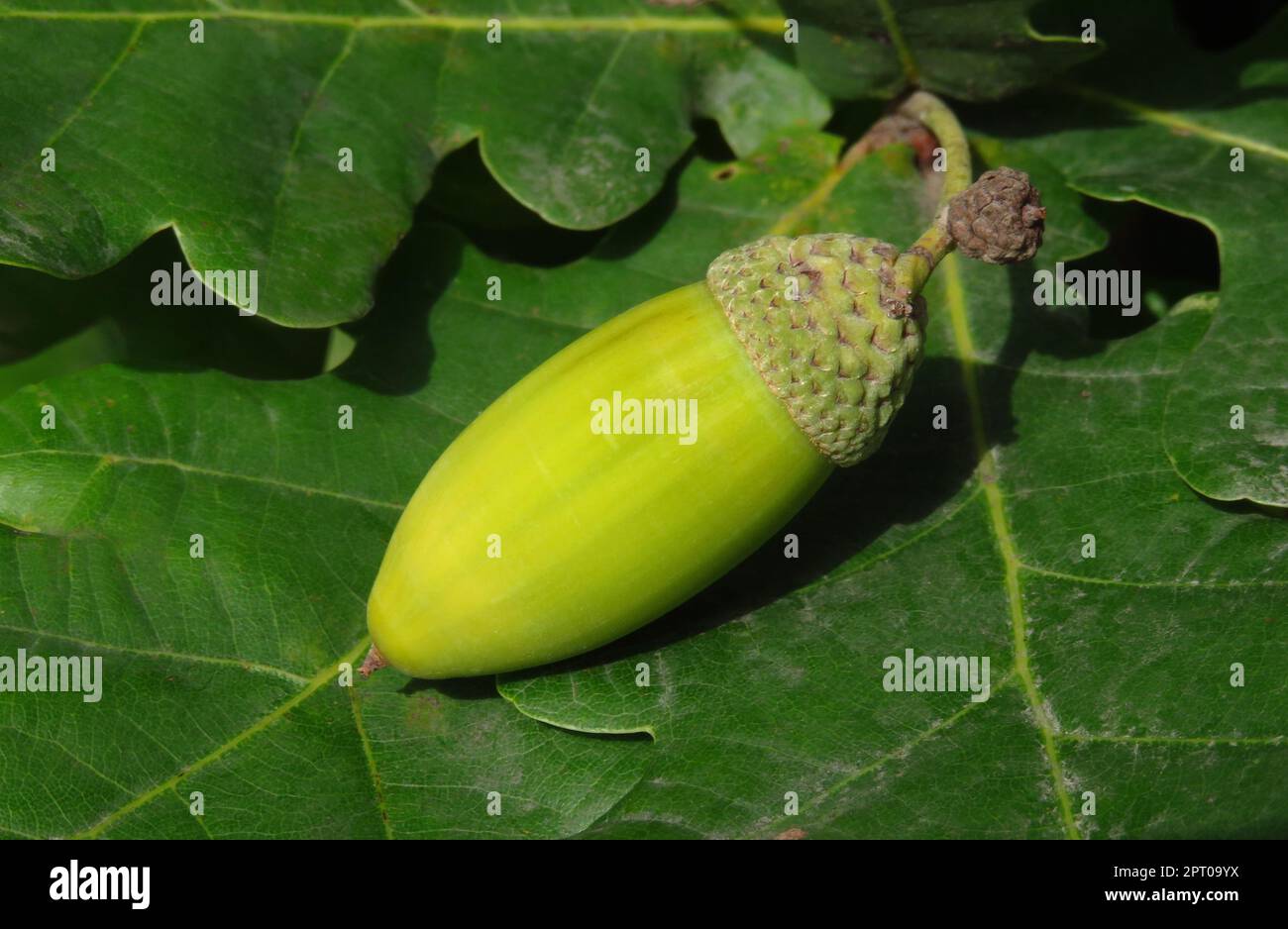 Eichel der Stieleiche (Quercus robur, Synonym: Quercus pedunculata) auch Sommereiche oder Deutsche Eiche genannt. Englische Eiche, Eichel, beachten Sie das lange A Stockfoto