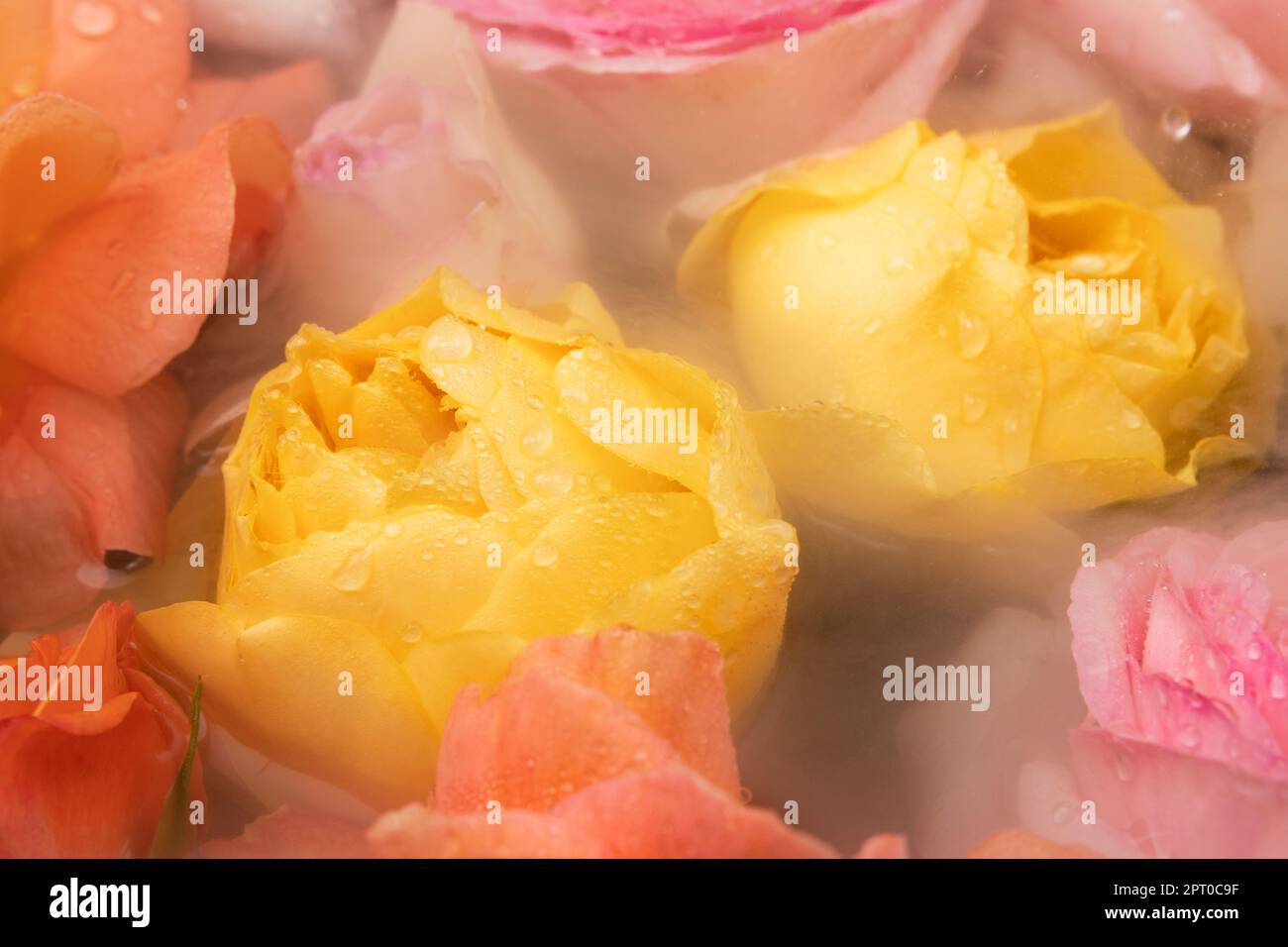 Zarte Rosen mit Wassertropfen auf den Blütenblättern. Rosa, gelbe, orangefarbene Rosen David Austin im Wasser. Rosen im Nebel mit Wassertröpfchen am pe Stockfoto