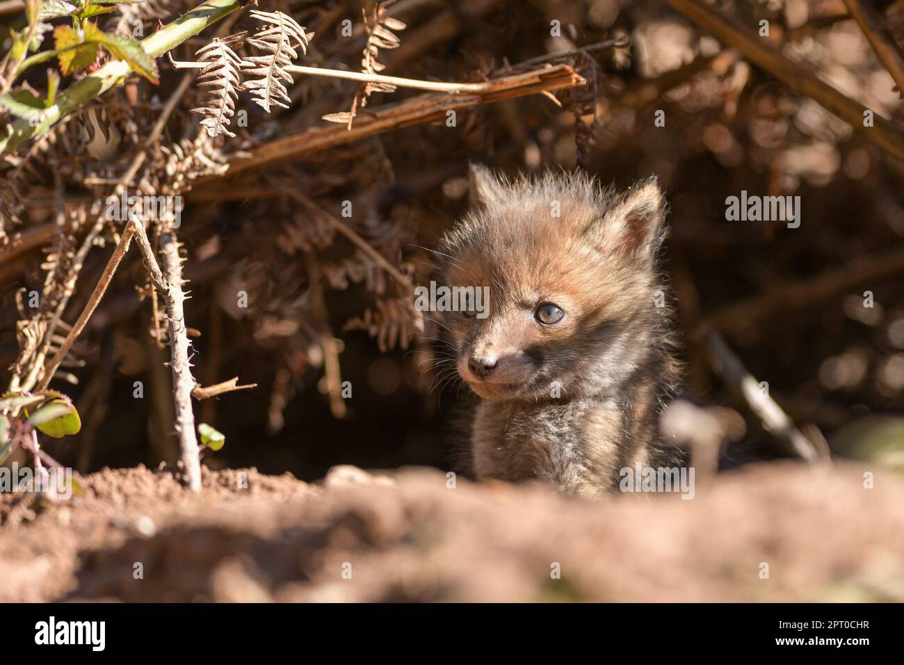 Fox cubs Stockfoto