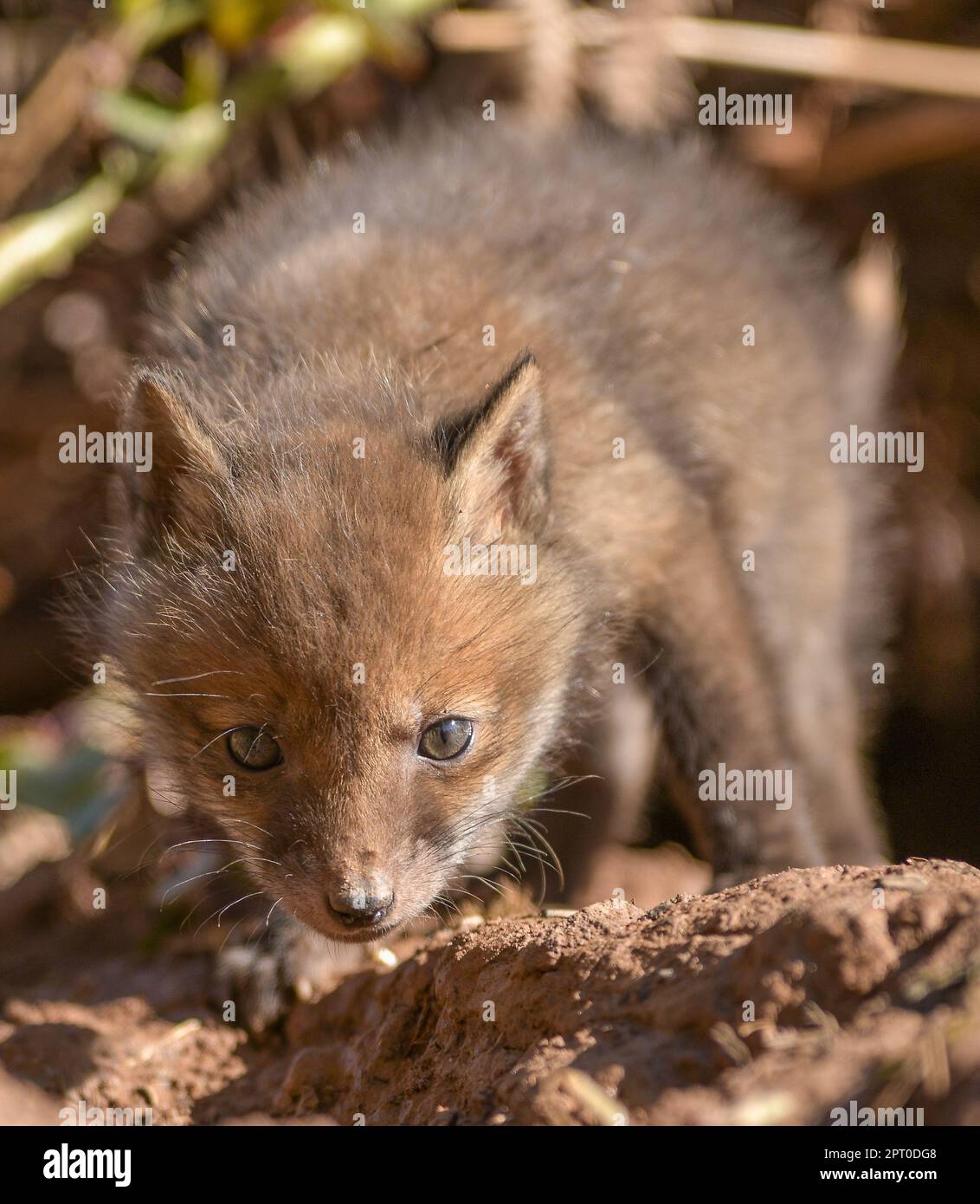 Fox cubs Stockfoto