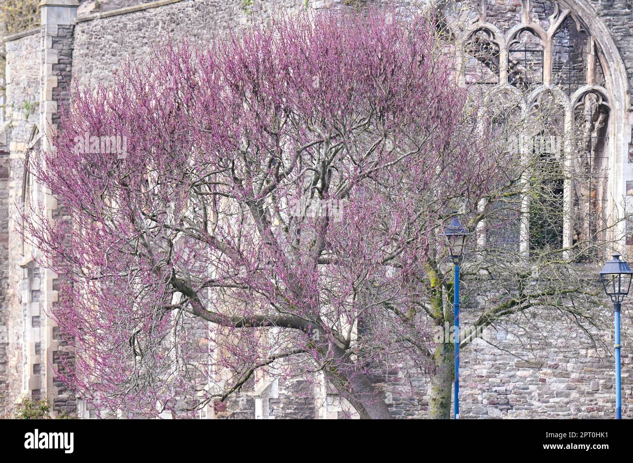 Frühlingsblüten rund um die Peterskirche in Bristol an klaren Tagen Stockfoto