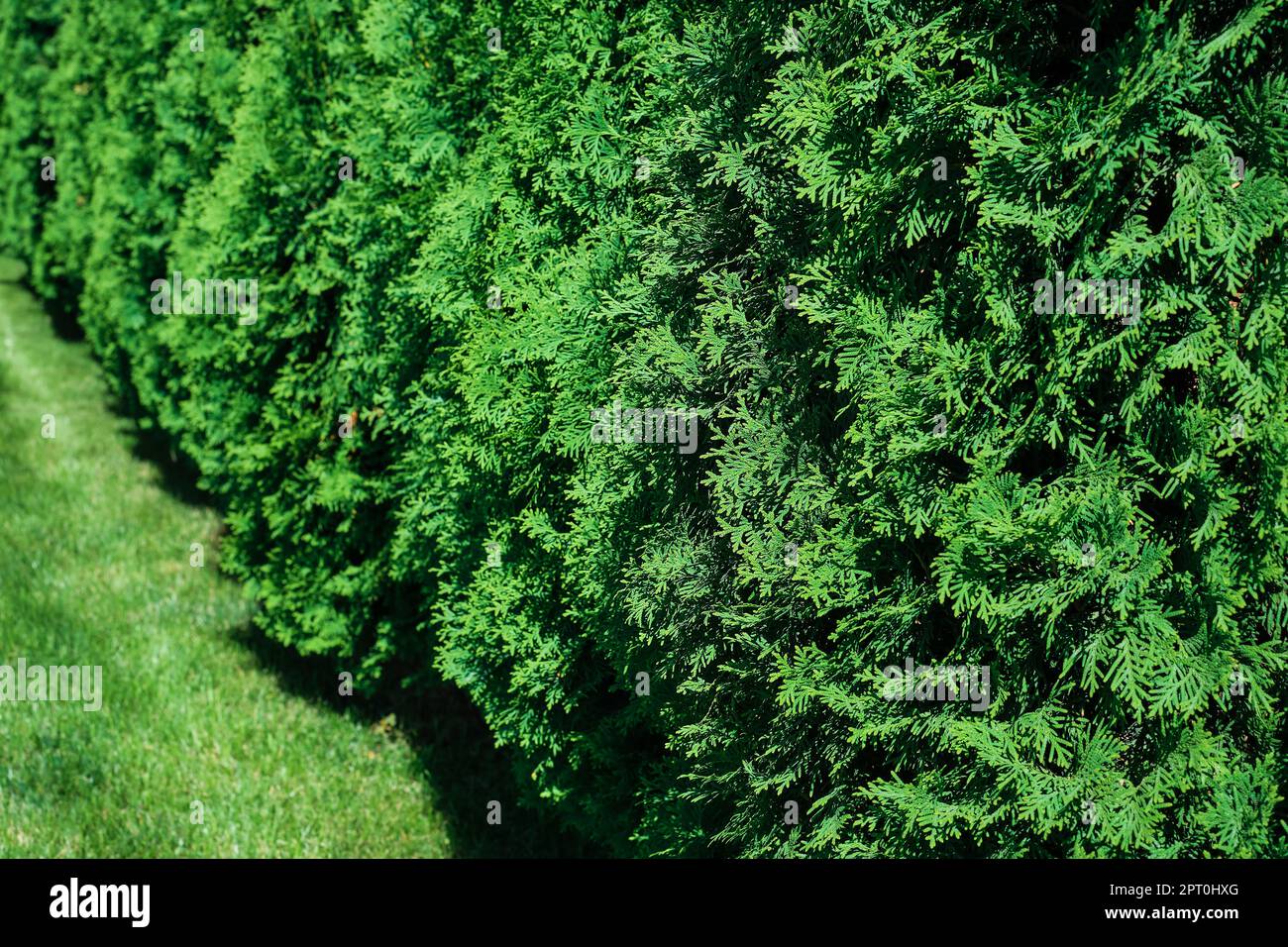 Frisch geschnittenes Gras und dekorative Arborvitae-Hecke auf einem gepflegten Rasen, selektiver Fokus mit geringer Schärfentiefe Stockfoto