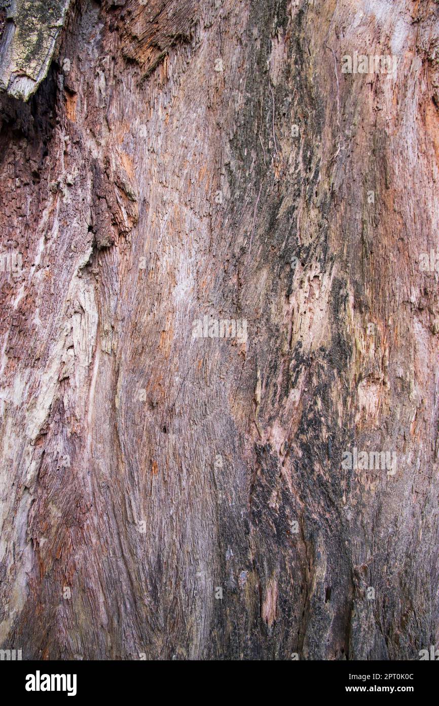 Der texturierte Hintergrund des alten toten trockenen Big Tree ohne Rinde Stockfoto