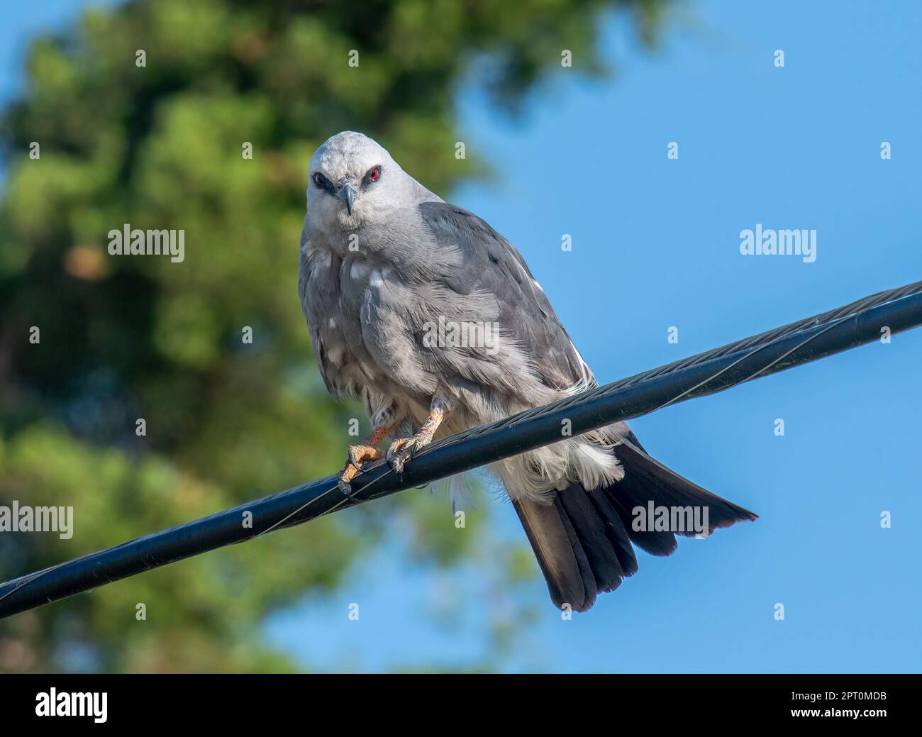 Ein atemberaubendes Porträt eines wunderschönen Greifvogels, des Mississippi Kite, hoch oben auf einem Versorgungsdraht in der Nähe eines Tierschutzgebiets in Kansas. Stockfoto