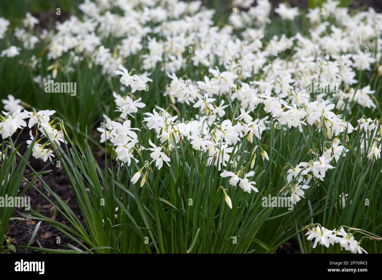 Frische weiße Frühlingsblüten im britischen Garten April Stockfoto