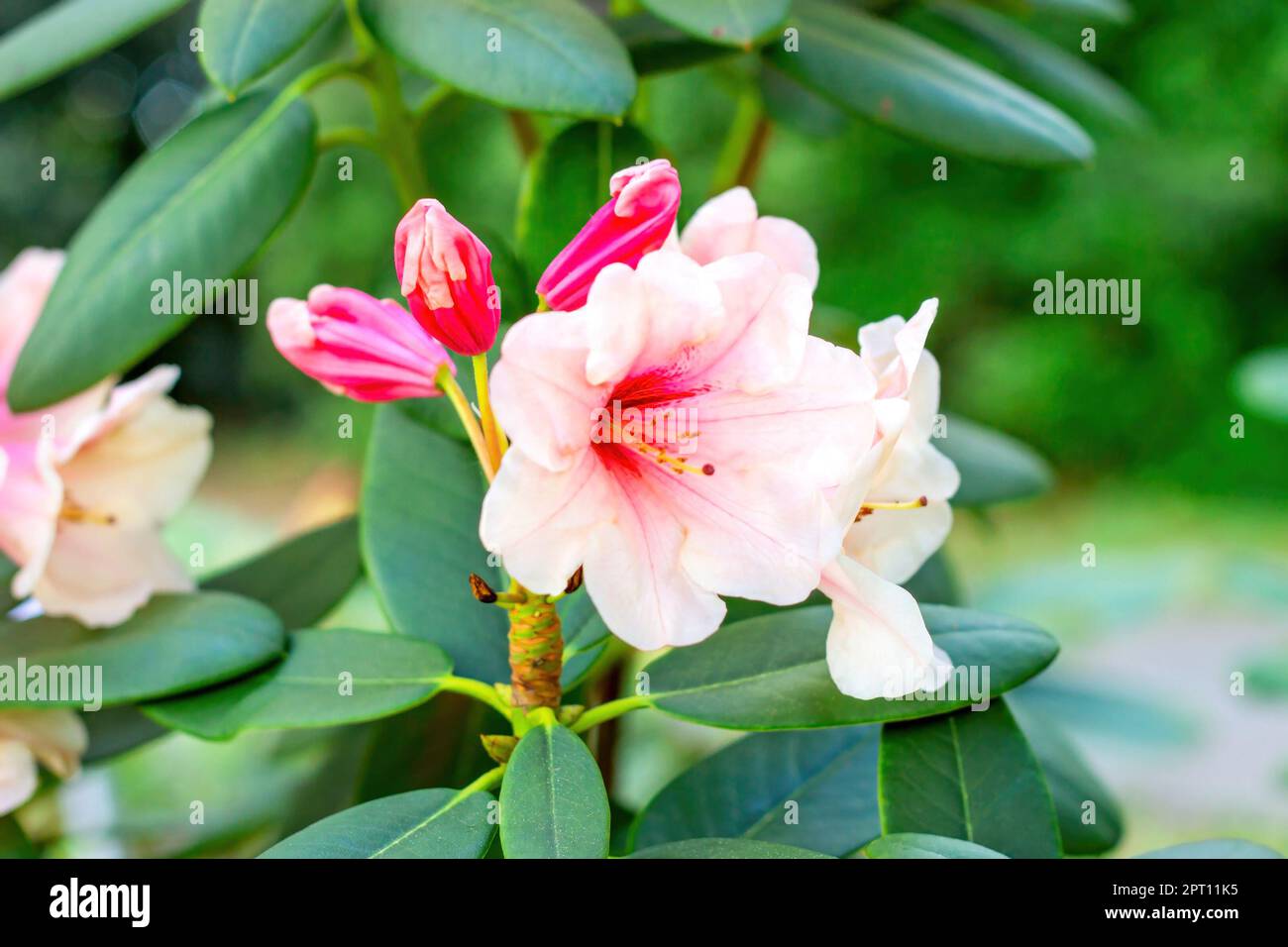 Leuchtend weiß und rosa Rhododendron-Hybridum Hania blühende Blüten mit grünen Blättern im Garten im Frühjahr. Stockfoto