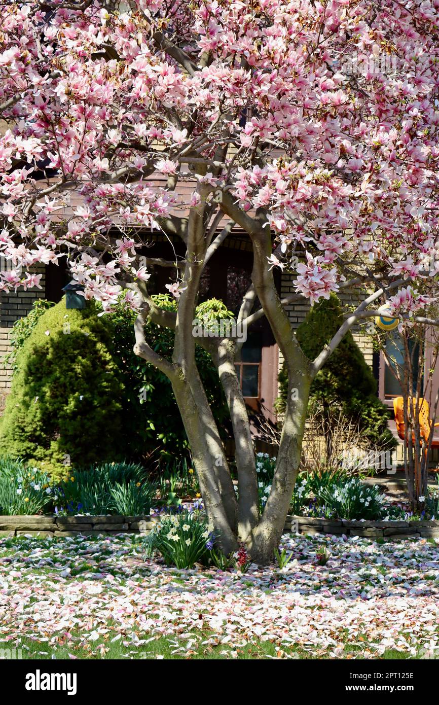 Blühender Magnolienbaum in Lakewood, Ohio Stockfoto
