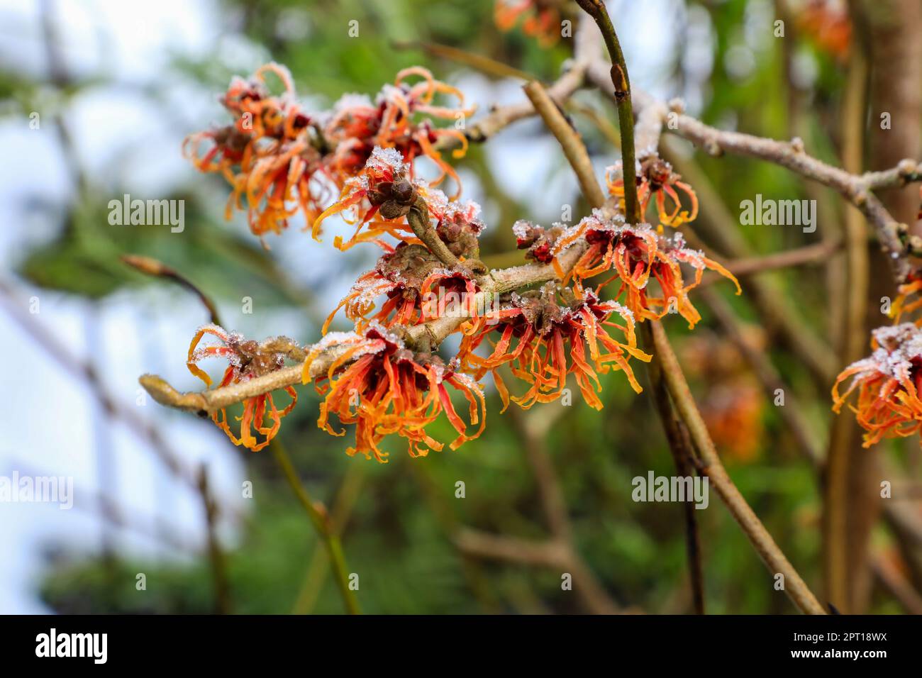 Die orangefarbenen/roten Blüten einer Hexe Hazel, Hexenhasel Hamamelis x Intermedia „Jelena“, winterblühender, schneebedeckter Blumenstrauch Stockfoto