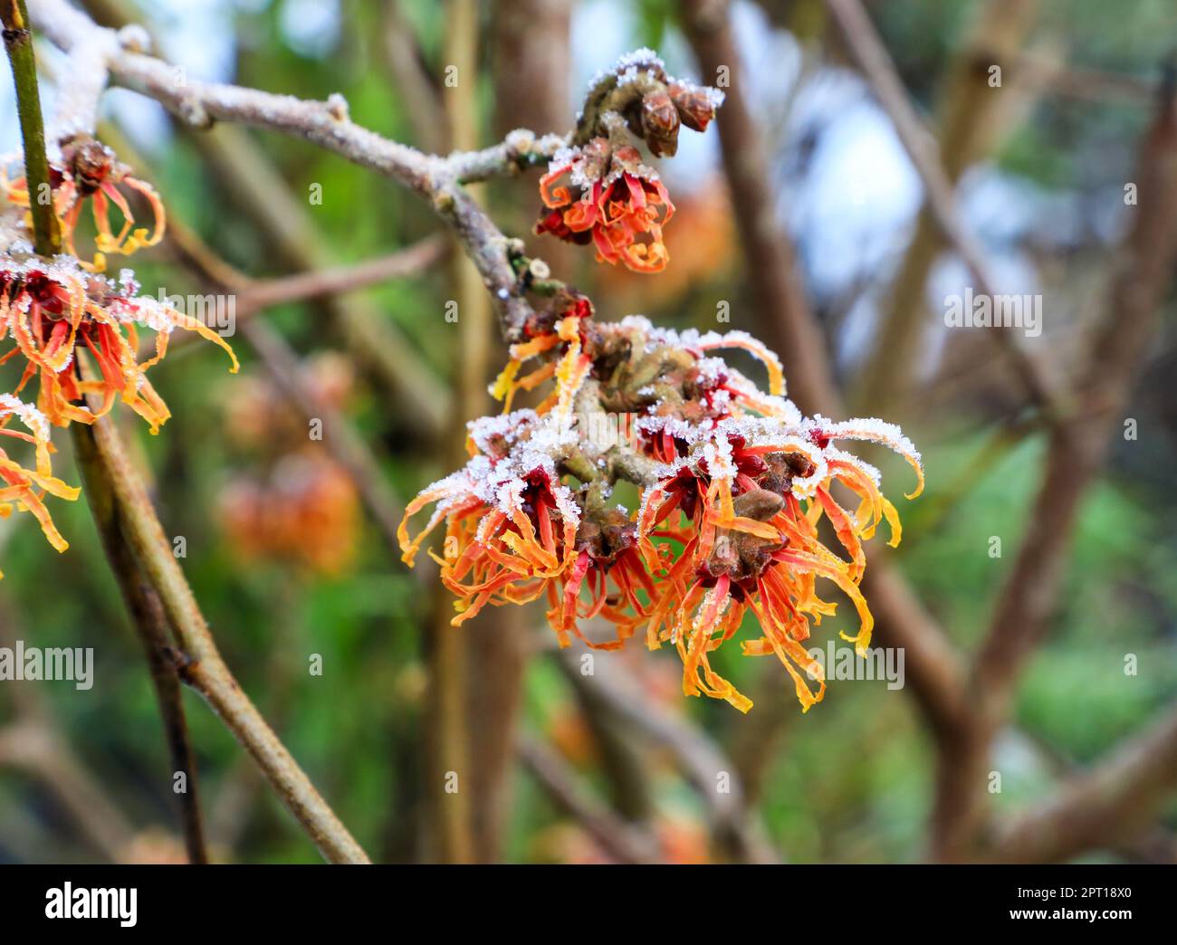 Die orangefarbenen/roten Blüten einer Hexe Hazel, Hexenhasel Hamamelis x Intermedia „Jelena“, winterblühender, schneebedeckter Blumenstrauch Stockfoto